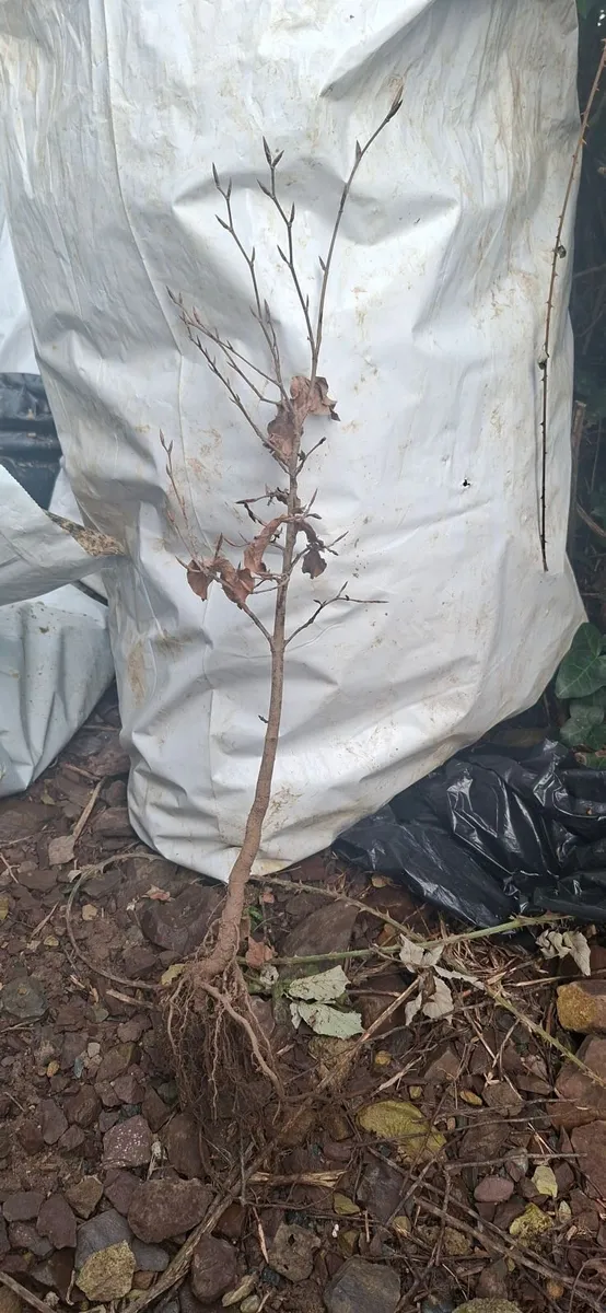 Discounted Beech and Whitethorn Hedging - Image 1