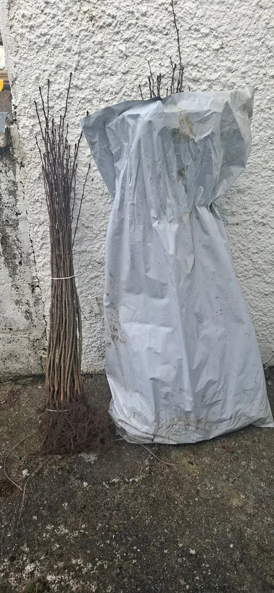 Discounted Beech and Whitethorn Hedging - Image 3