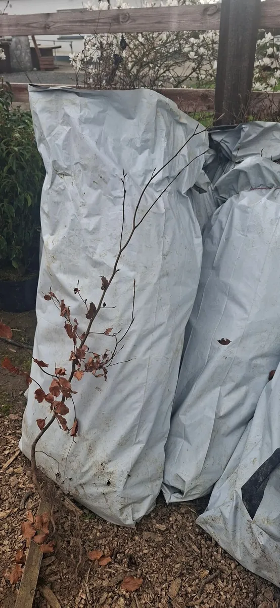 Discounted Hedging - Image 2