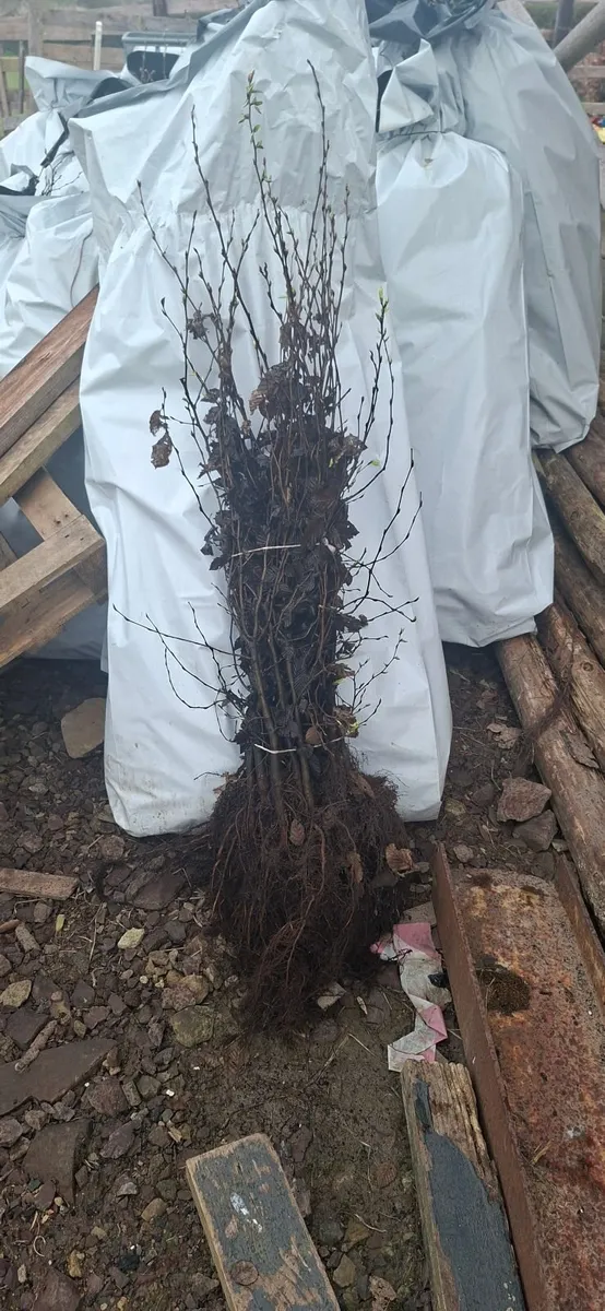 Discounted Hedging - Image 4