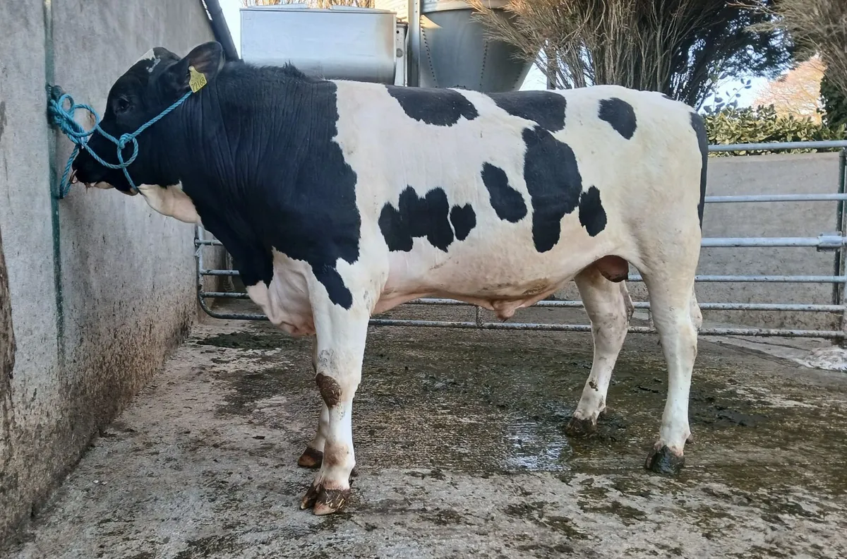 Lot 19 Kilmallock Mountain Martini 24 ET - Image 1