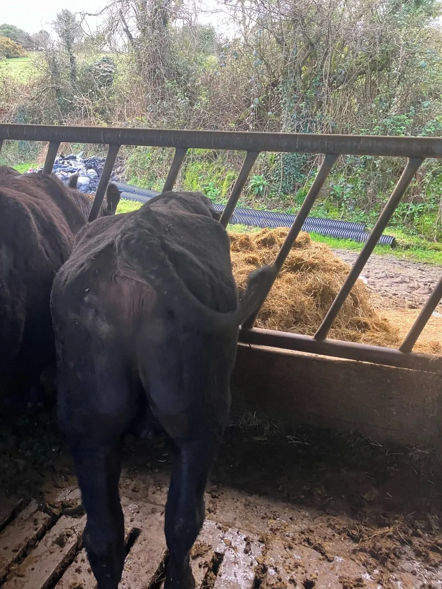 Vasectomies bull - Image 1