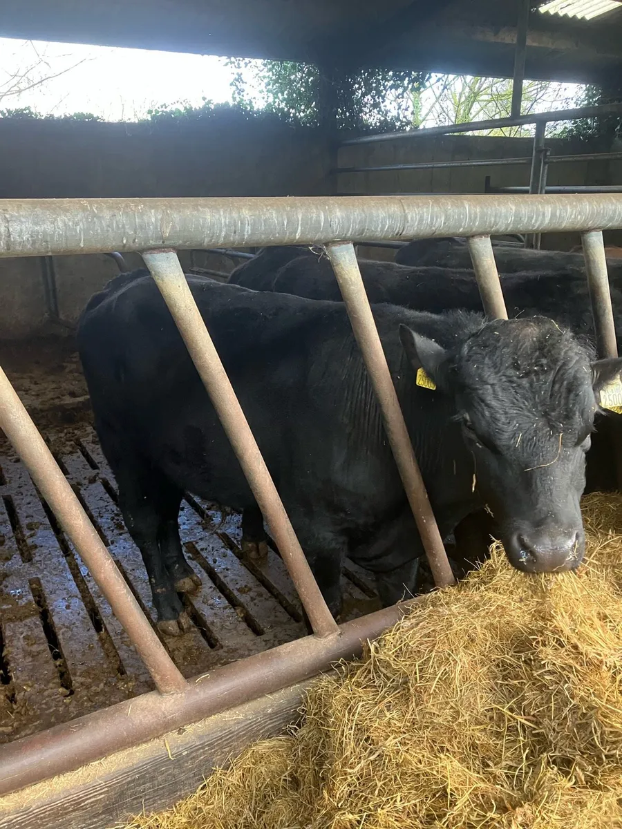 Vasectomies bull - Image 3