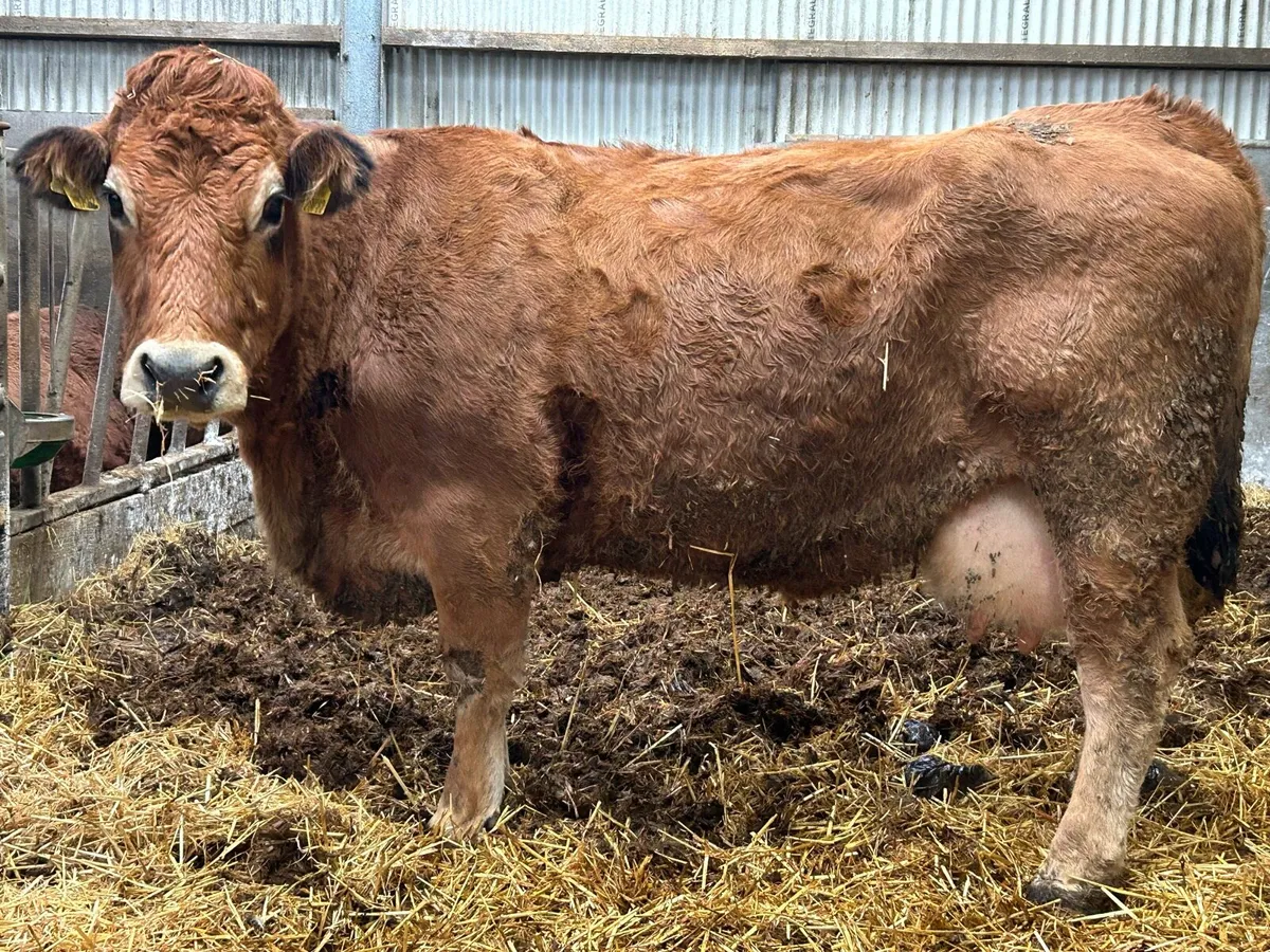 Foster Cow For Sale - Image 1