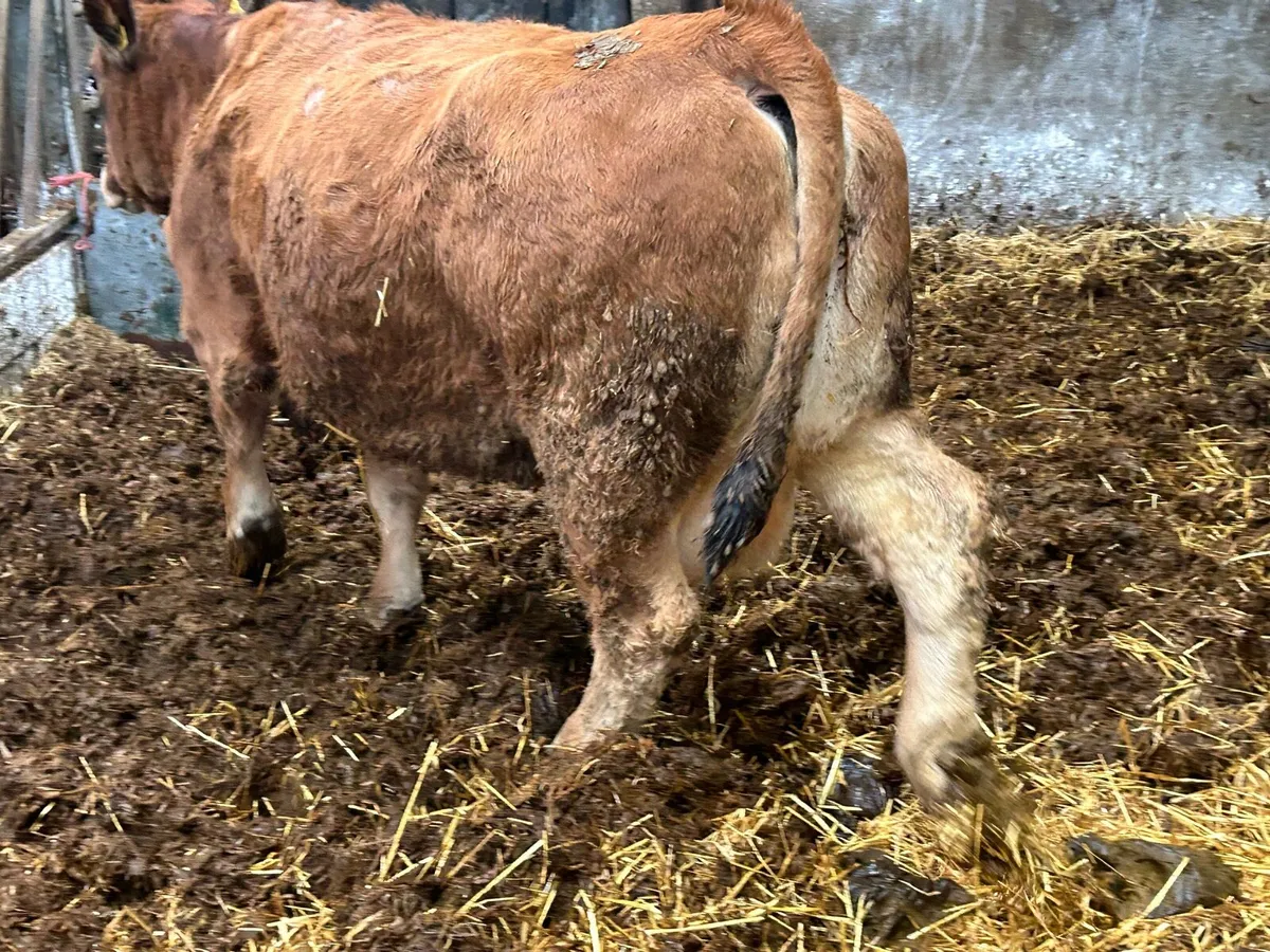 Foster Cow For Sale - Image 2