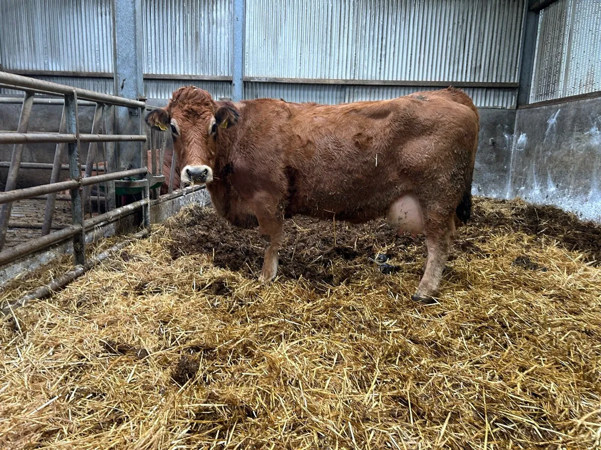 Foster Cow For Sale - Image 3