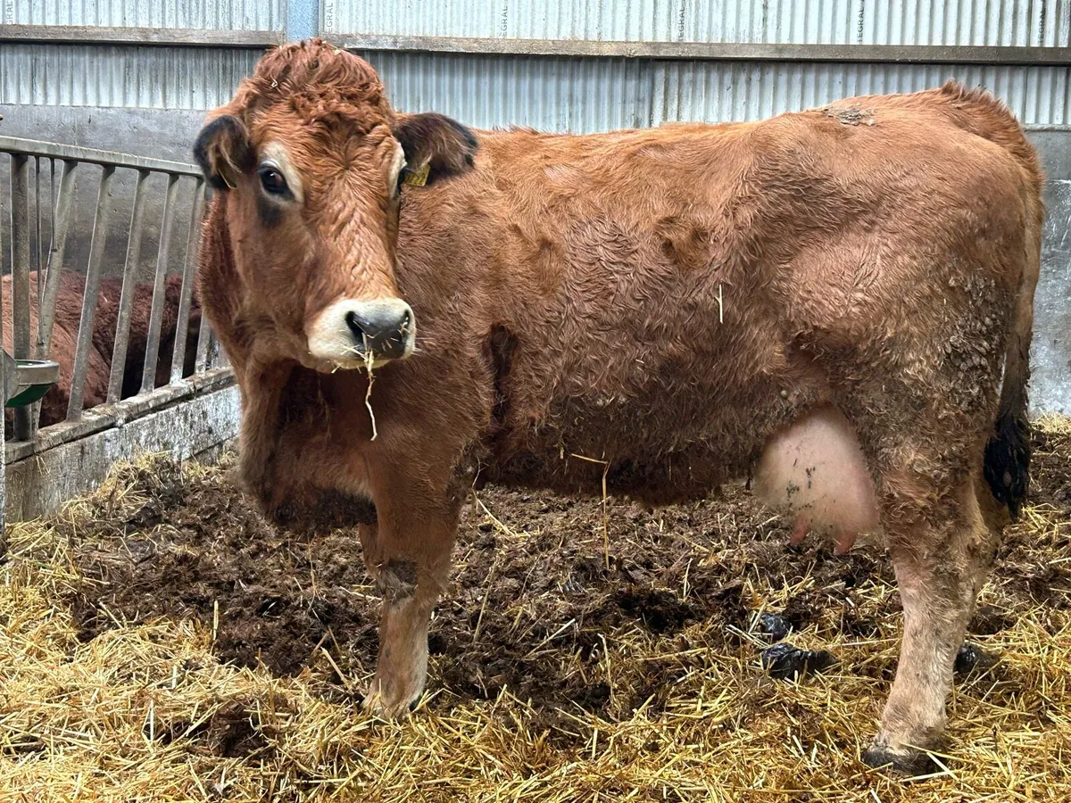 Foster Cow For Sale - Image 4