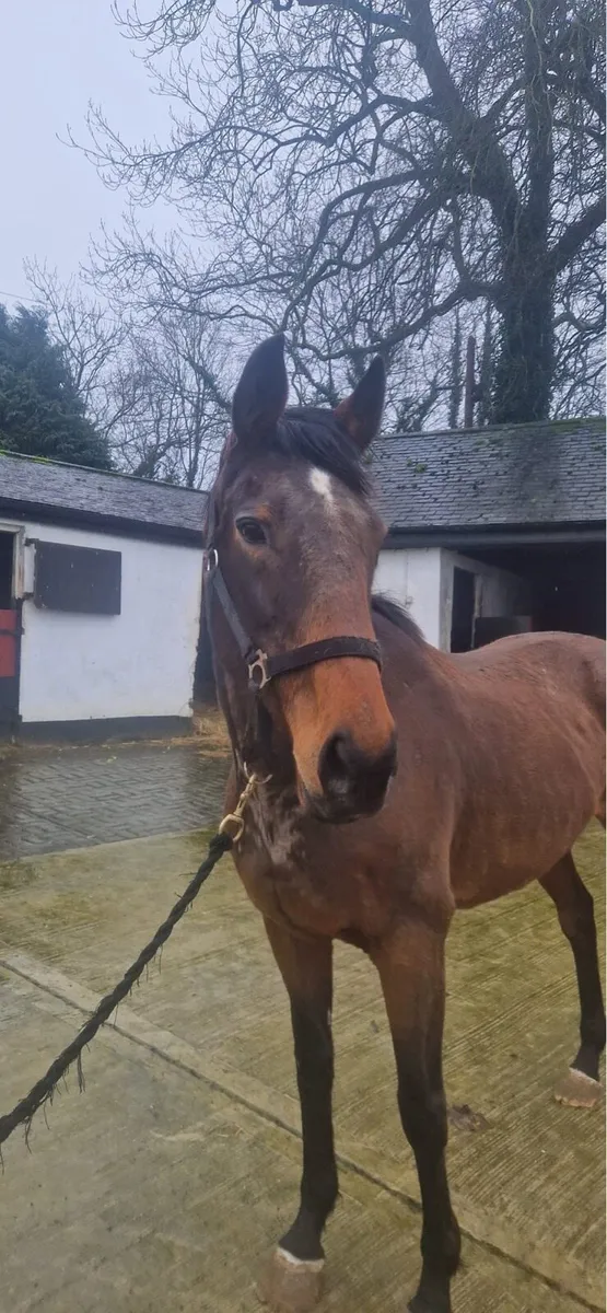 **Well bred TB Mare for Sale ** - Image 2