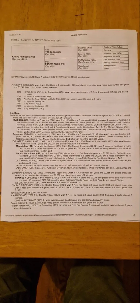 **Well bred TB Mare for Sale ** - Image 3