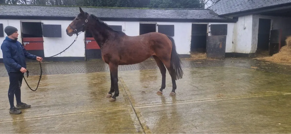 **Well bred TB Mare for Sale ** - Image 1