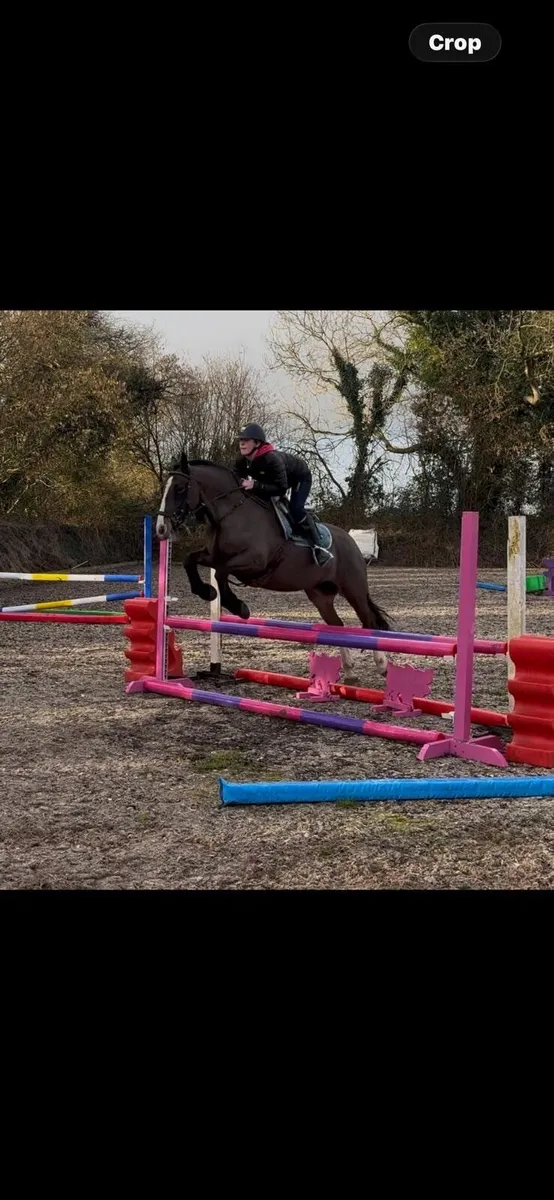 Sporty/Allrounder Cob - Image 1