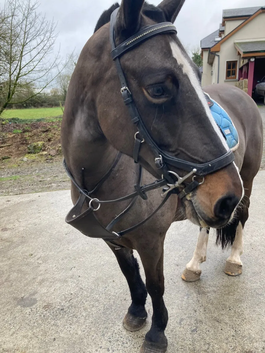 Sporty/Allrounder Cob - Image 2