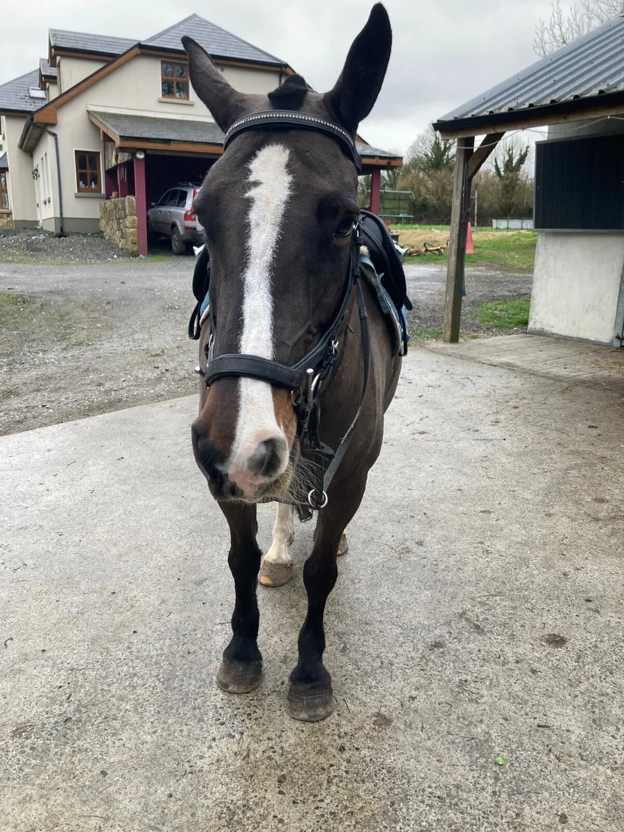 Sporty/Allrounder Cob - Image 3