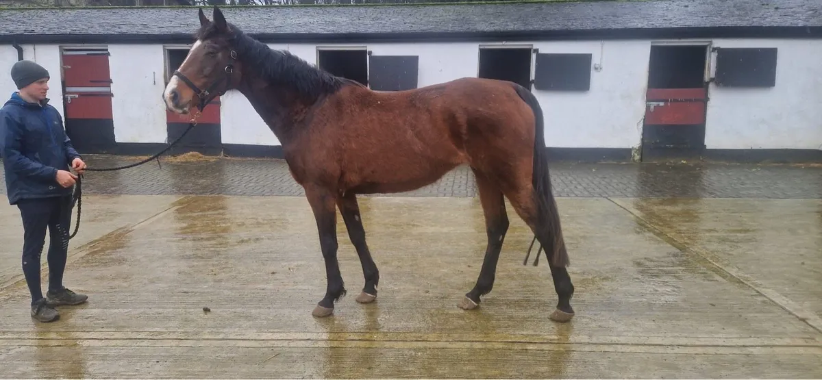 Very Nicely Bred TB Mare for Sale - Image 1