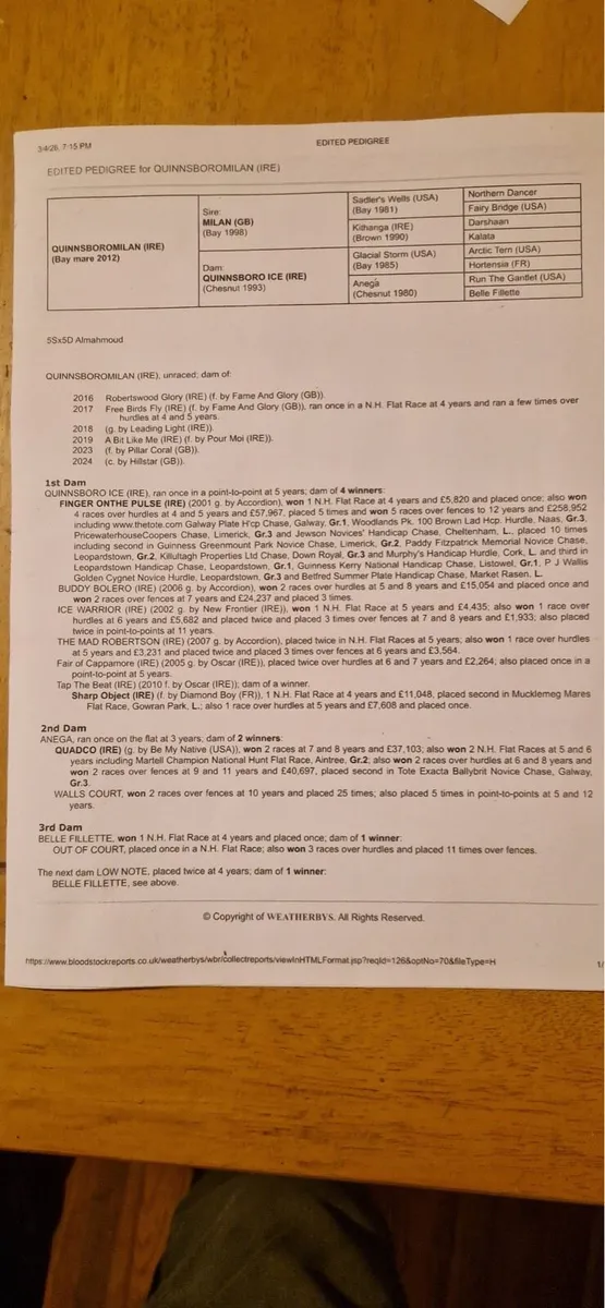 Very Nicely Bred TB Mare for Sale - Image 2