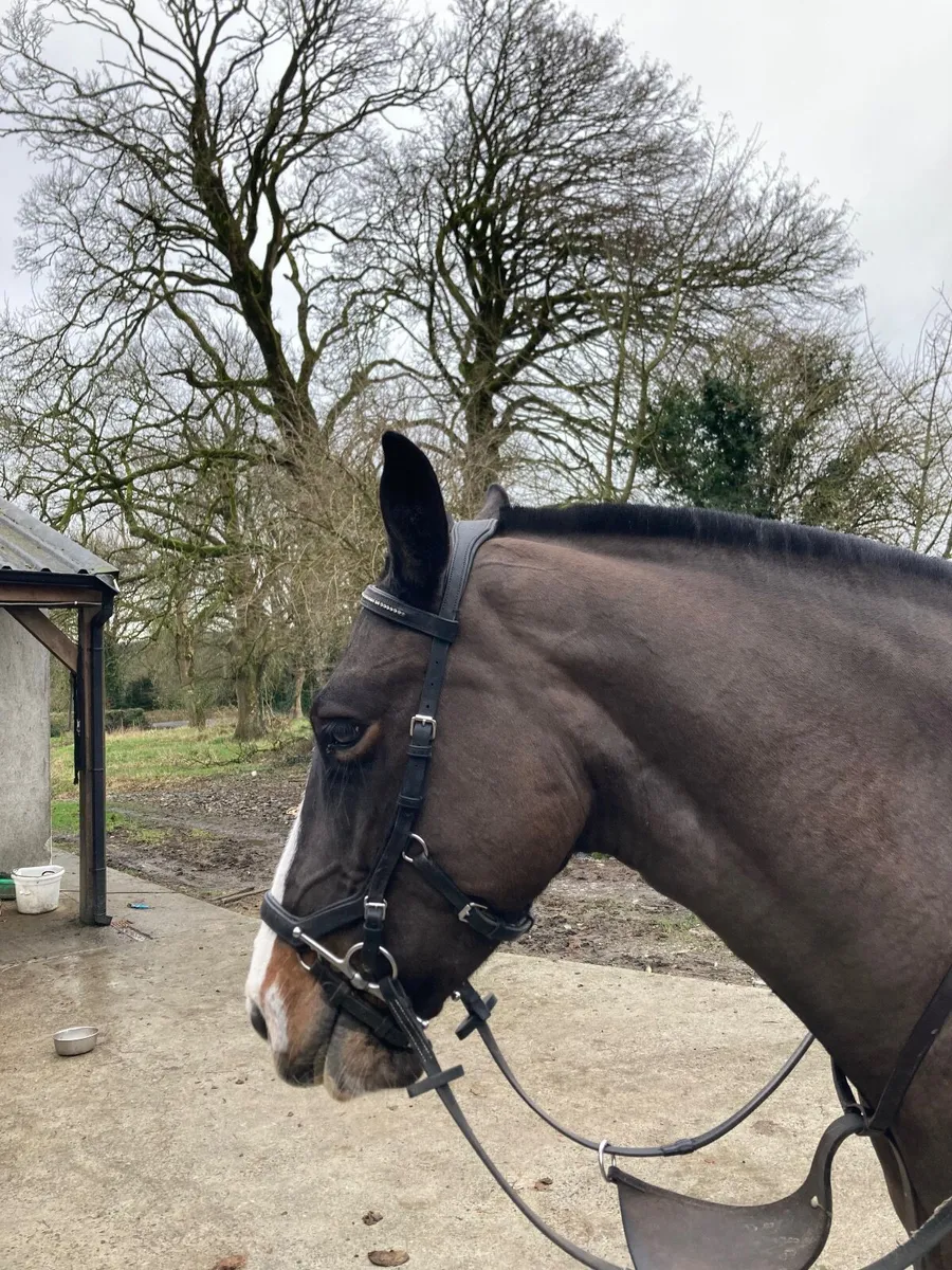 Sporty/Allrounder Cob - Image 4