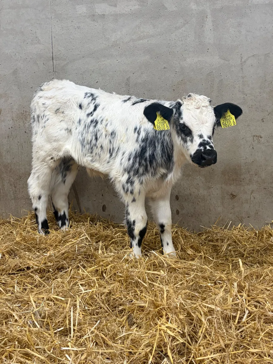 4 Belgian Blue & Limousine Bull Calves - Image 1