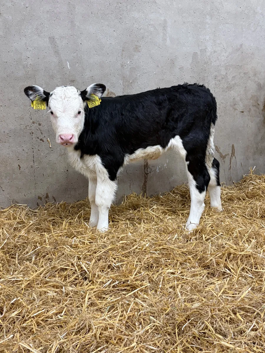 2 Belgian Blue & Limousine Heifer Calves - Image 1