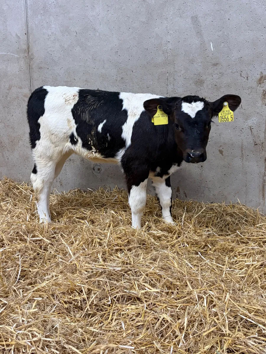 2 Belgian Blue & Limousine Heifer Calves - Image 2