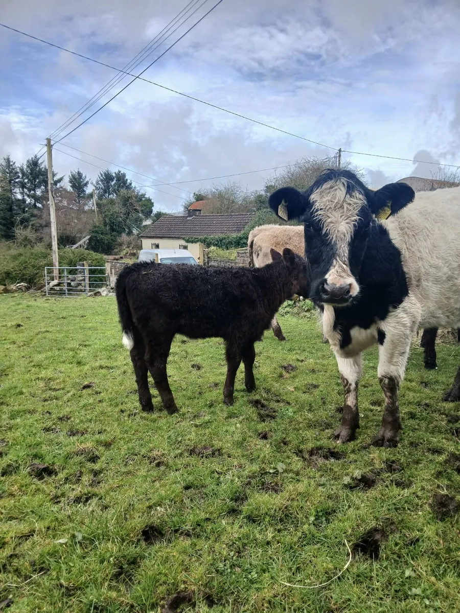 Cow & calf - Image 1