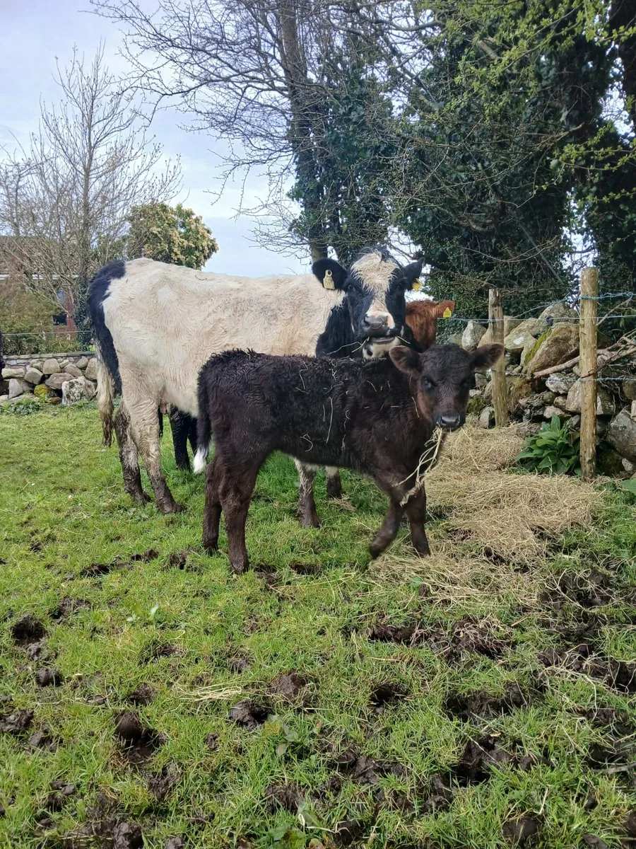 Cow & calf - Image 2