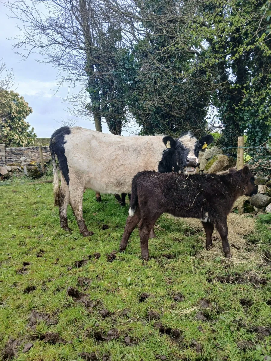 Cow & calf - Image 3