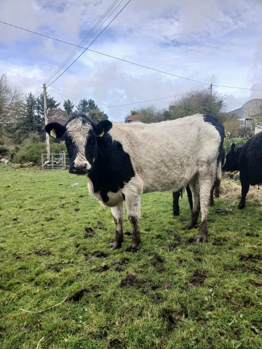 Cow & calf - Image 4