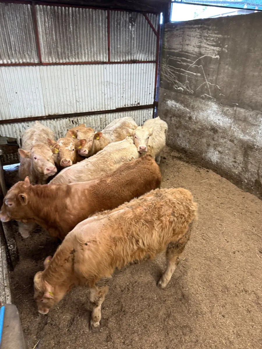 Charolais bulls - Image 4