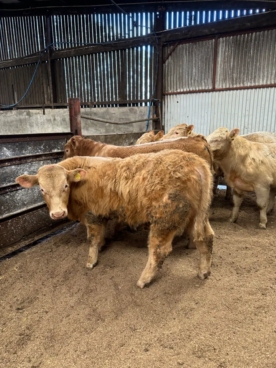 Charolais bulls - Image 1