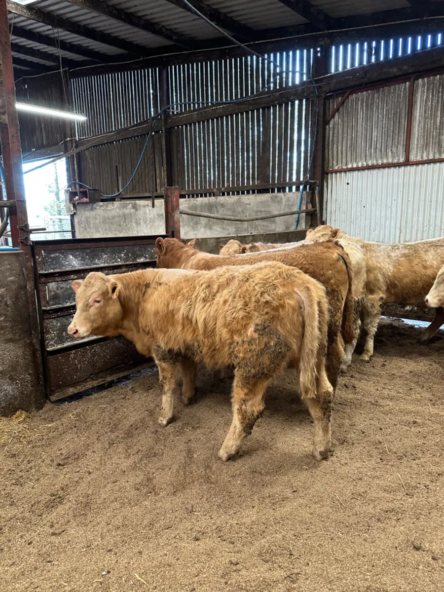 Charolais bulls - Image 2