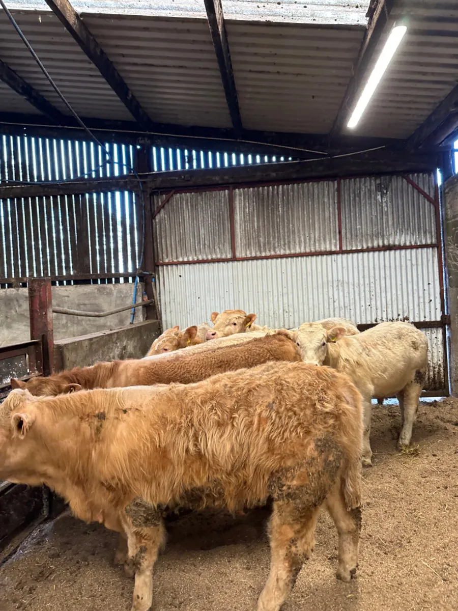 Charolais bulls - Image 3