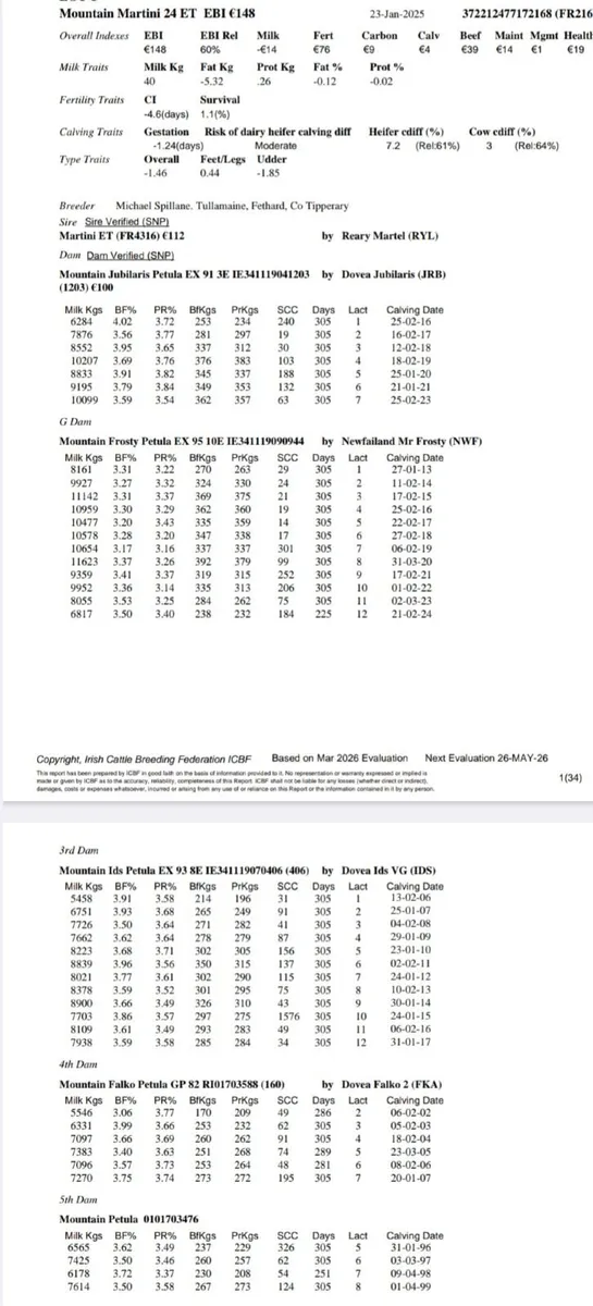 Lot 19 Kilmallock Mountain Martini 24 ET - Image 2