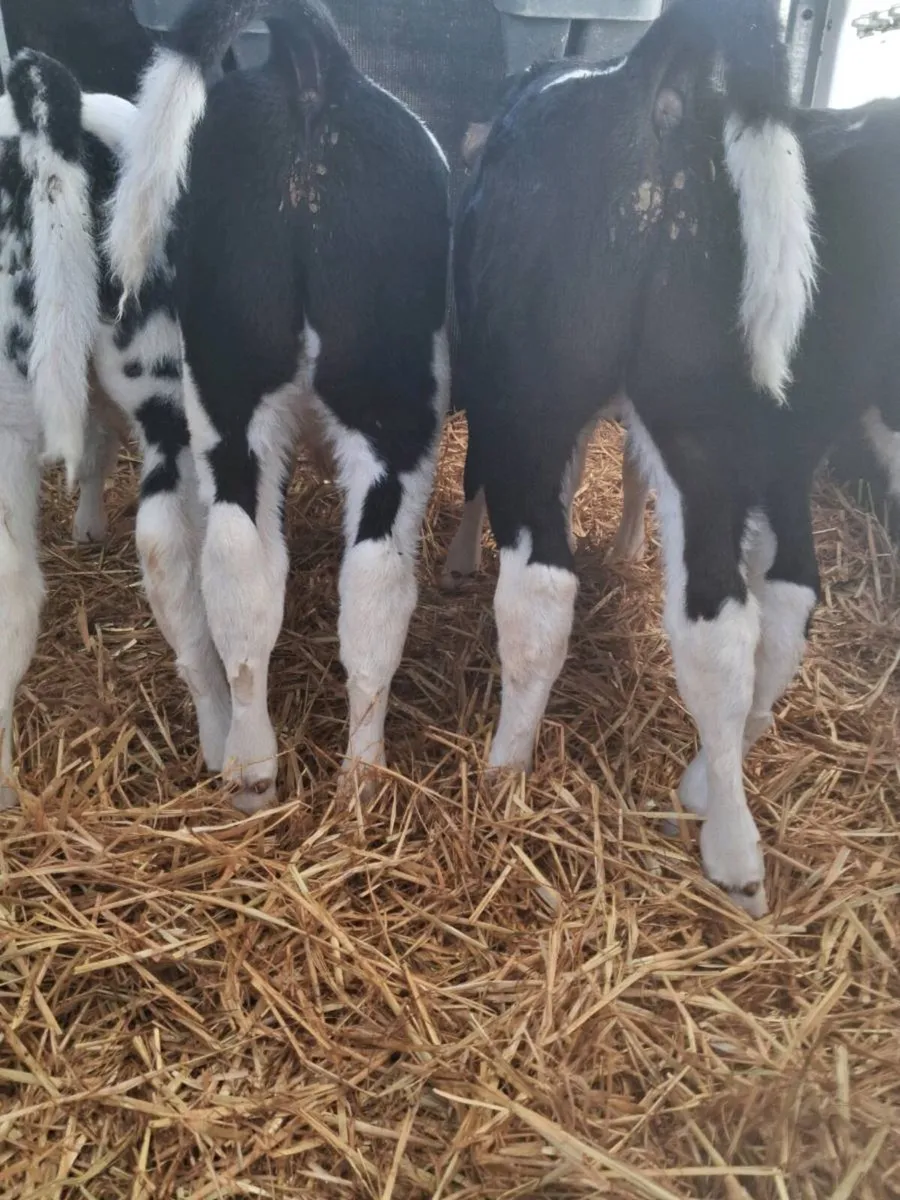 BB bull calves - Image 2