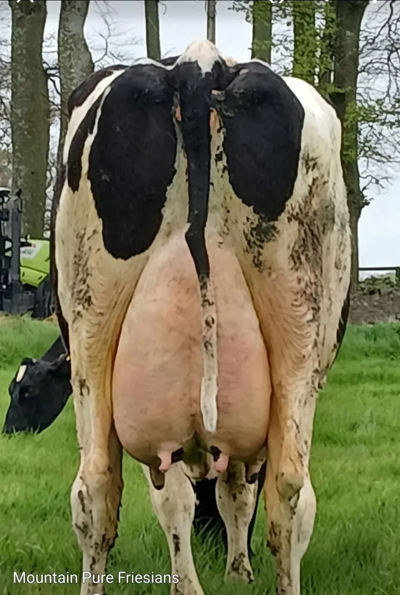 Lot 19 Kilmallock Mountain Martini 24 ET - Image 3