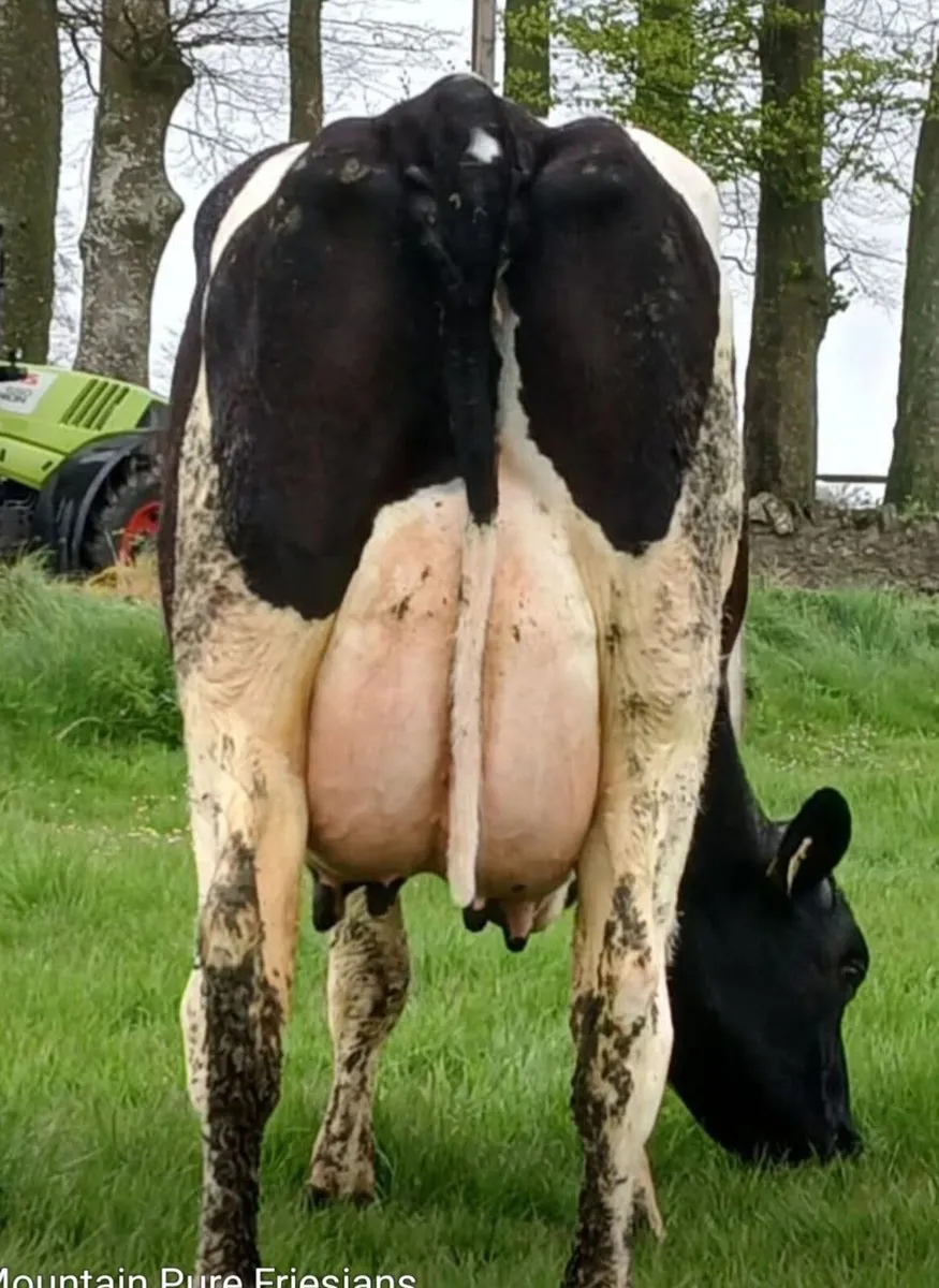 Lot 19 Kilmallock Mountain Martini 24 ET - Image 4