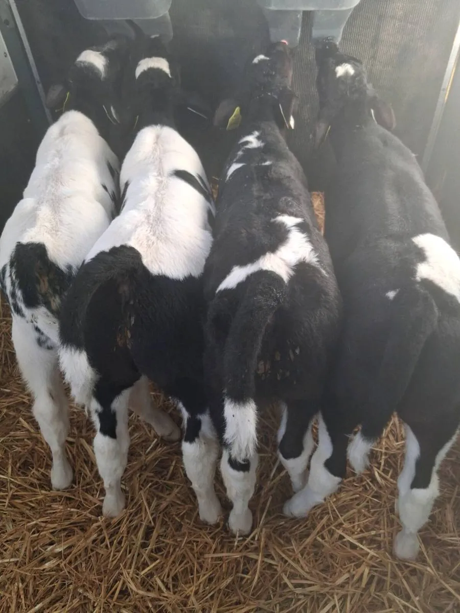 BB bull calves - Image 1