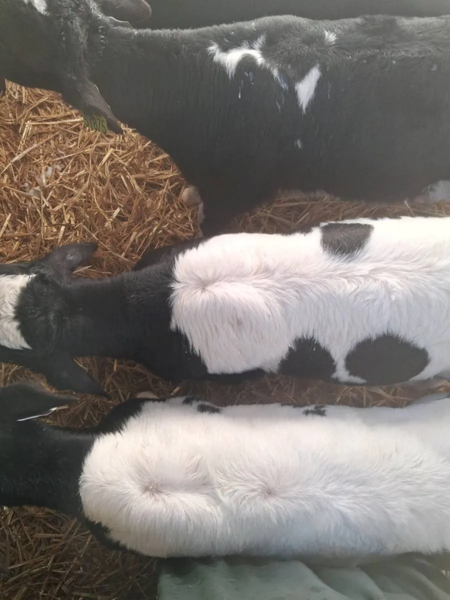 BB bull calves - Image 3