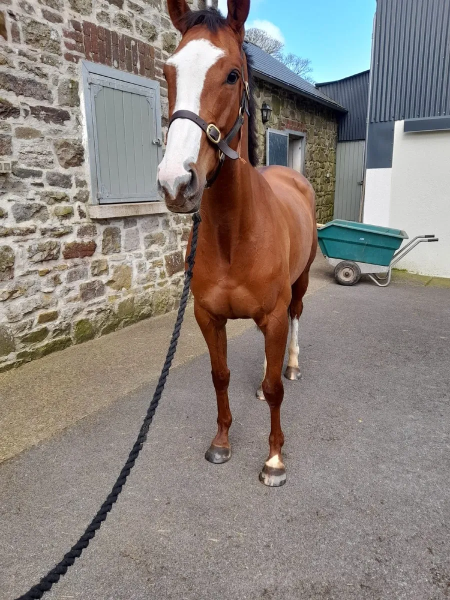 5 YO mare by Leading Light x Karla Paola - Image 2