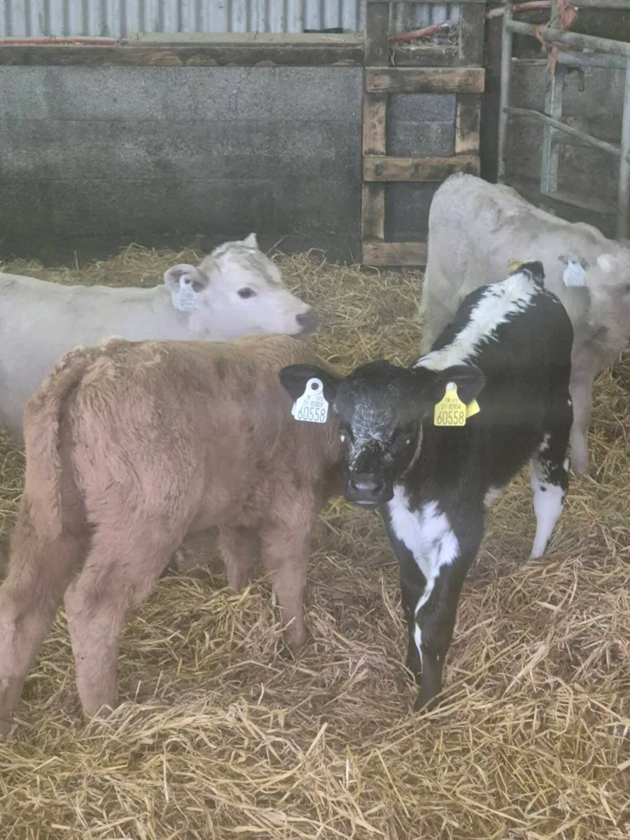 Beef calves - Image 1