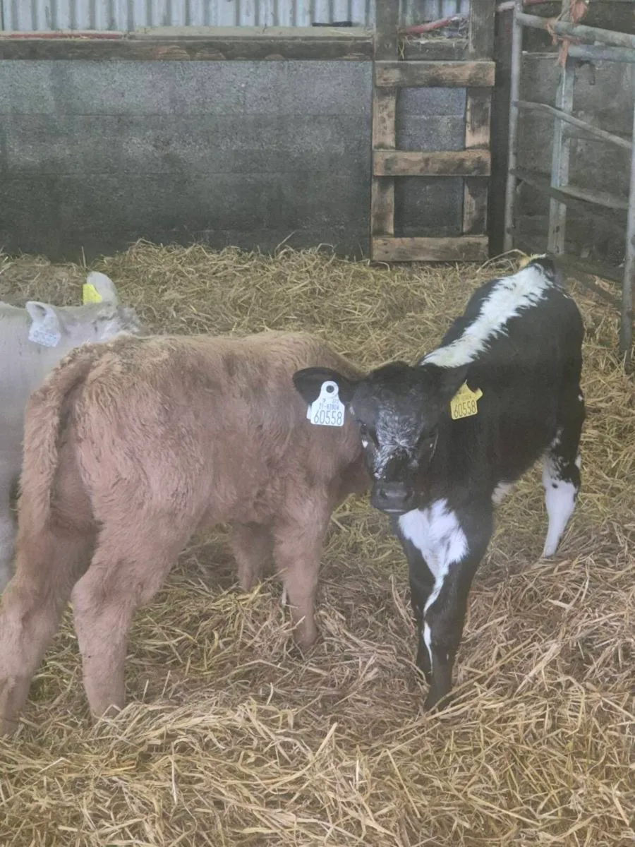Beef calves - Image 2