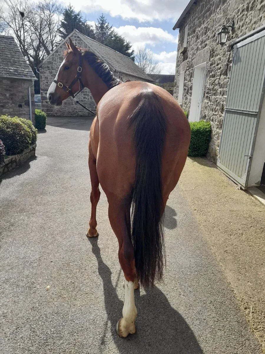 5 YO mare by Leading Light x Karla Paola - Image 4