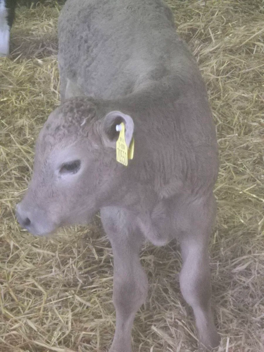 Beef calves - Image 3