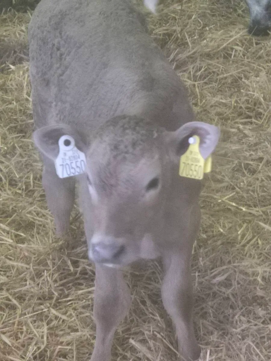 Beef calves - Image 4