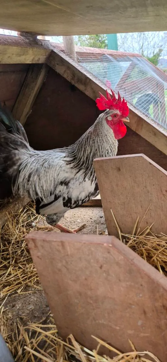 Roosters olive egger Free - Image 2