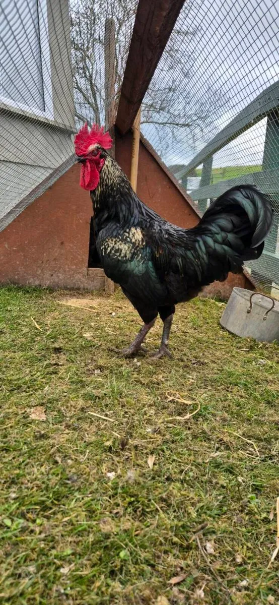 Roosters olive egger Free - Image 1