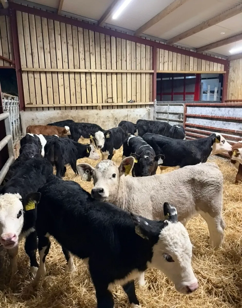 32 super 2-4 month old reared bull calves 🔥🔥 - Image 1