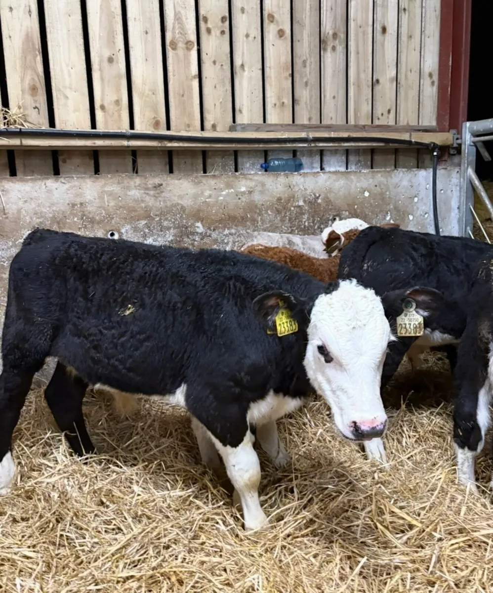 32 super 2-4 month old reared bull calves 🔥🔥 - Image 2