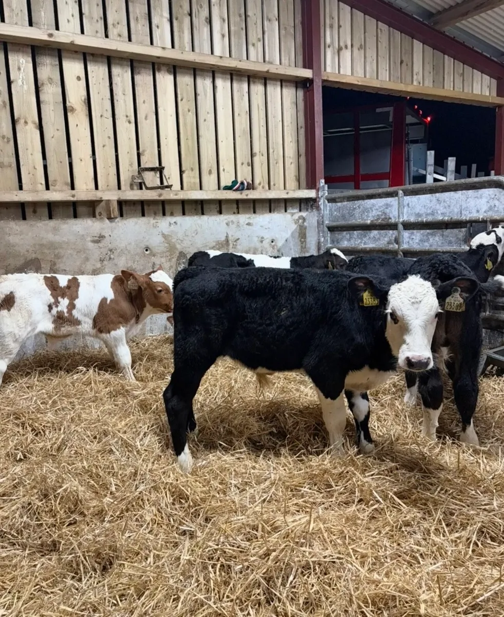 32 super 2-4 month old reared bull calves 🔥🔥 - Image 3