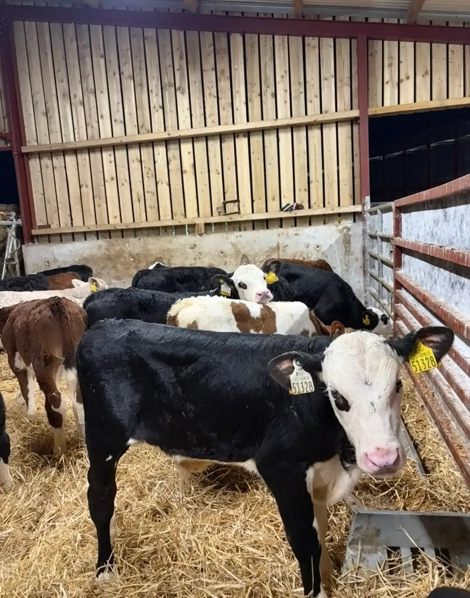 32 super 2-4 month old reared bull calves 🔥🔥 - Image 4