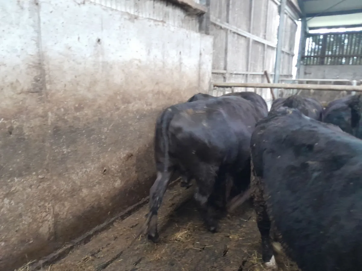 Angus heifers - Image 1